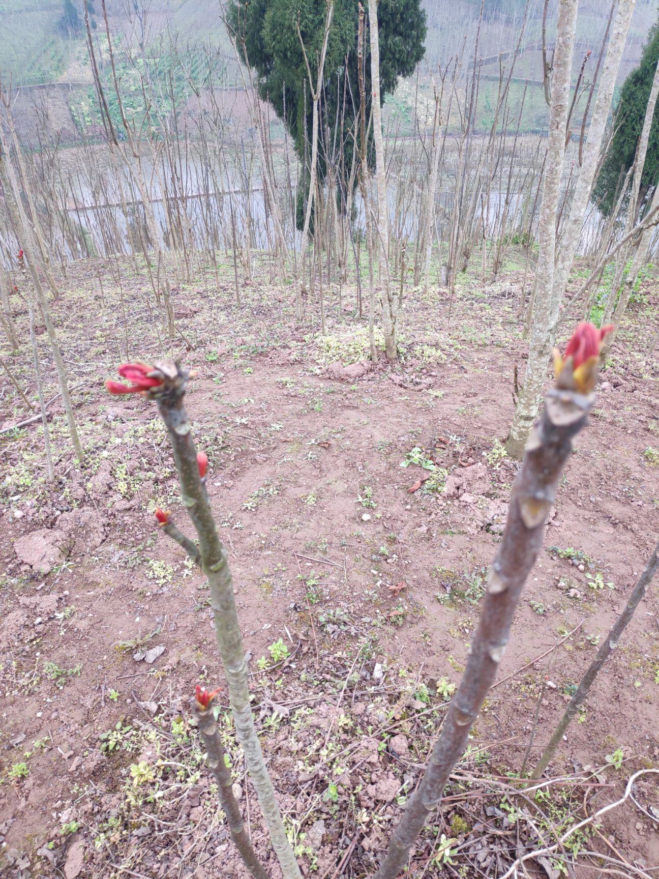 红油香椿苗 四川大竹县本地巴山红香椿树苗长期供应，种苗年现货